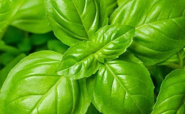 Genovese basil