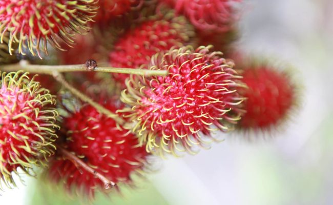 rambutans-6462289